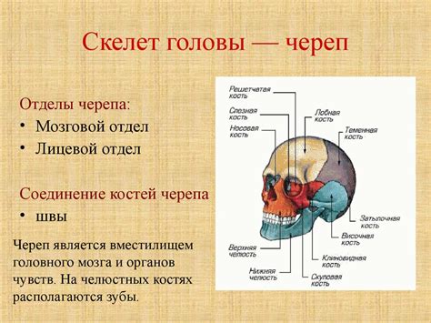 Скелет туловища, его развитие в фило- и онтогенезе. Вариации и аномалии ...