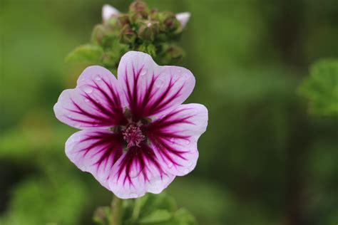 Kostenlose foto Natur blühen Blume Blütenblatt Grün Botanik