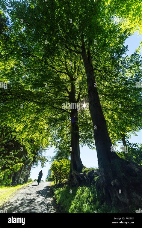 Hawick Scottish Borders Wilton Park Trees Stock Photo Alamy