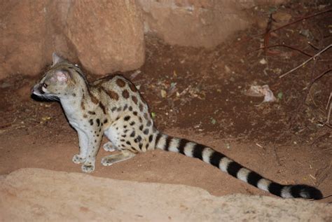 Common Genet Project Noah