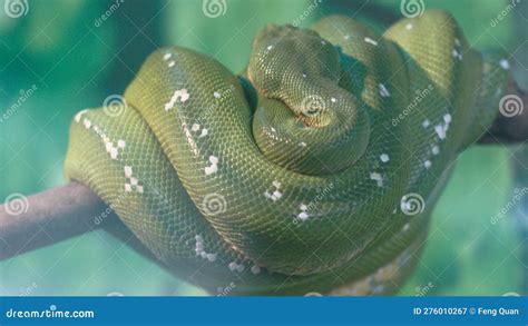 Green Snake Wrapped Around A Tree Branch Green Skin Photography Close