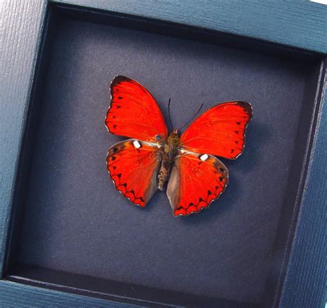 Framed Scalloped Red Glider - Cymothoe excelsa - Red Butterfly