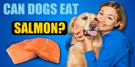 Can Dogs Eat Salmon How To Safely Feed Salmon To Your Dog Atelier