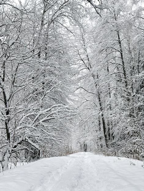 Galhos De Rvores Cobertos De Neve E Estrada De Neve Na Floresta De