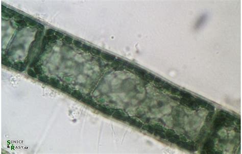 Audouinella chalybea - galerie