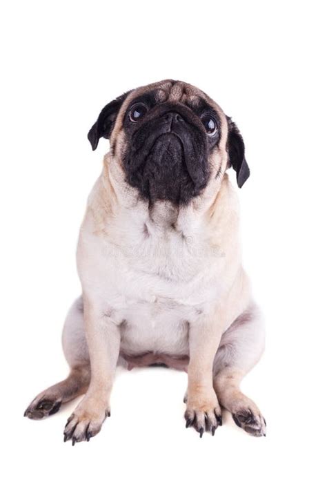 Portrait Of A Pug Dog With Big Sad Eyes Isolated Stock Photo Image