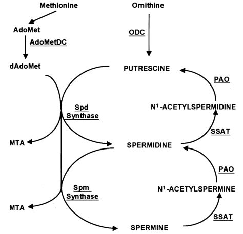 Polyamine Interconversion Pathway Rate Limiting Of The Biosynthetic