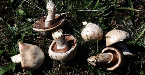 Μανιτάρια που βρίσκουμε στην Ευρυτανία Agaricus Cupreobrunneus