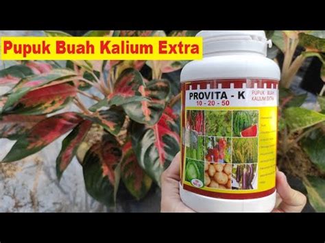 Pupuk Provita K Npk Pupuk Buah Kalium Extra Review Dosis