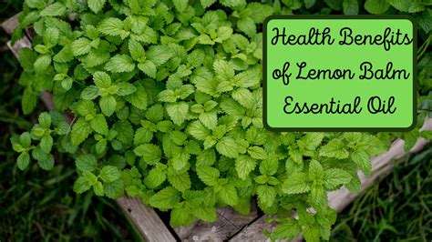 The Powerful Health Benefits Of Lemon Balm Melissa Essential Oil