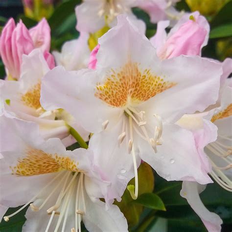 Rhododendron Percy Wiseman Hardy Evergreen Bushy Potted Garden Shrub