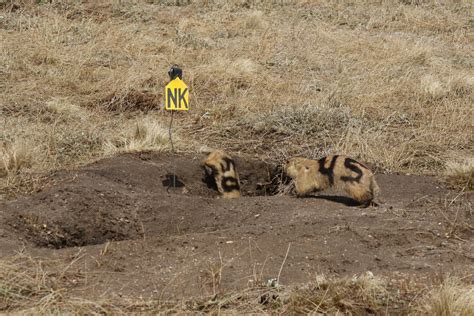 The Mating System — The Prairie Dog Project