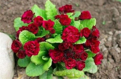 (65) Одноклассники Примула махровая | Primula auricula, Flowers, Primula