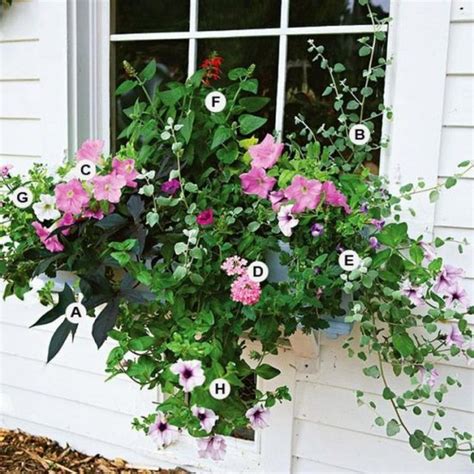 85 Awesome Shade Plants For Windows Boxes Ideas Page 48 Of 85