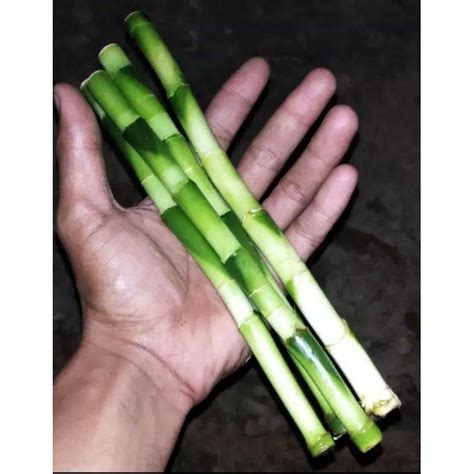 Jual Baru Promobibit Stek Bambu Hoki Bambo Rezeki Tanaman Hias Bambu