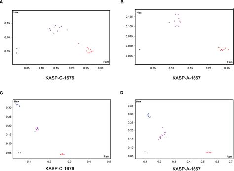 Frontiers Development And Validation Of Functional Kompetitive Allele