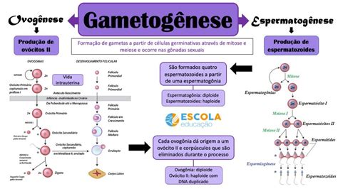 Tarea Mapa Mental Sobre Gametogenesis Images Porn Sex Picture