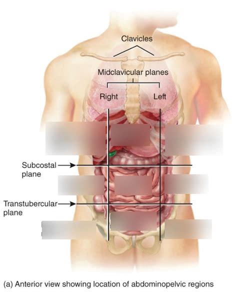 Abdominopelvic Regions And Quadrants Diagram Quizlet