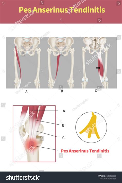 anserine images stock  vectors shutterstock