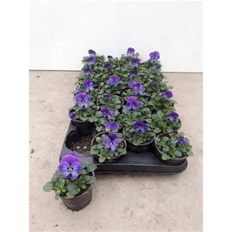 Viola Cornuta Purple Blue ViCoPurpBlue FloraXchange