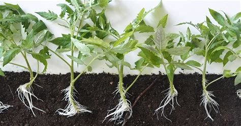 Get Free Tomato Plants By Propagating From Cuttings