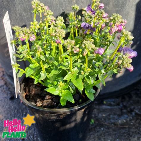 Nemesia Sweet Surprise Purple And White 6 Pot Hello Hello Plants