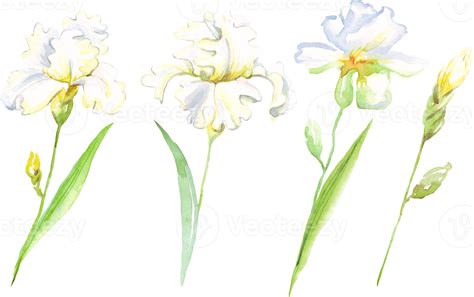 Watercolor Irises Flower Hand Painted Illustration 22157048 PNG