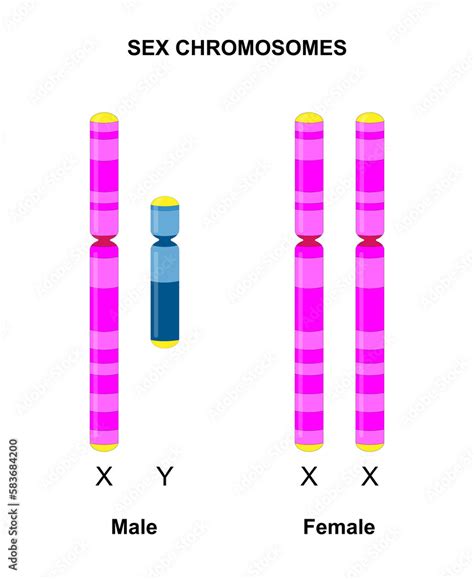 Ilustracja Stock Human Sex Chromosomes X And Y Males Have One X And One Y Chromosome