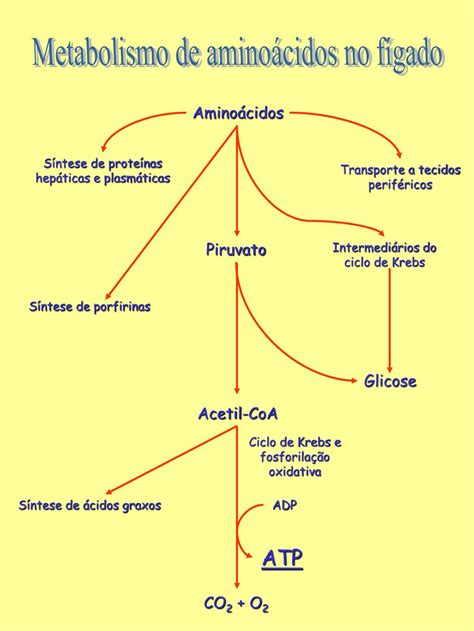 Sobre O Metabolismo Dos Aminoácidos é Incorreto Afirmar