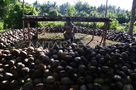 Harga Kopra Terus Menurun Di Pulau Bacan Antara Foto