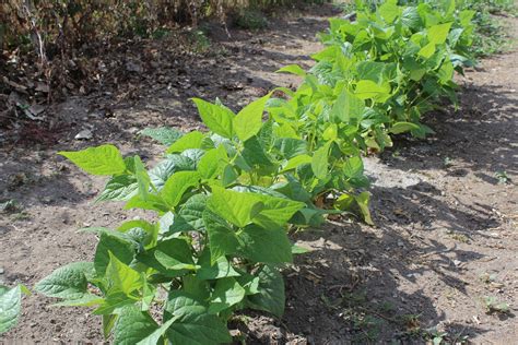 How To Grow Green Beans In Your Garden Our Stoney Acres Growing