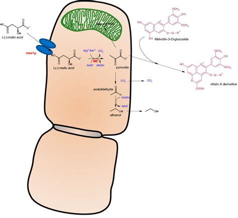 Maloalcoholic fermentation by Schizosaccharomyces pombe and its... | Download Scientific Diagram