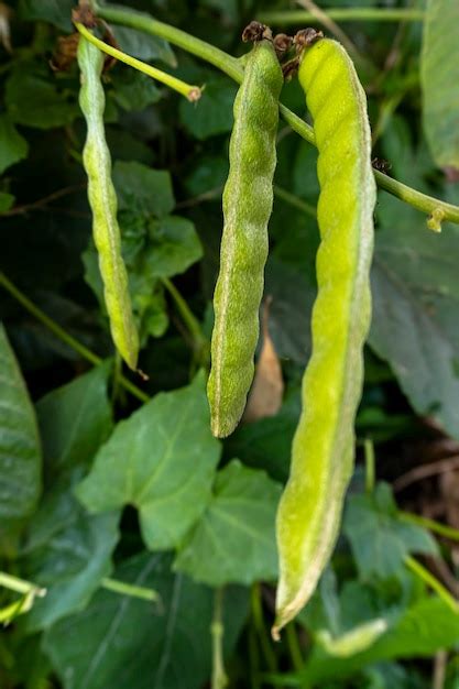 Premium Photo Green Beans In The Garden Homegrown Organic Food