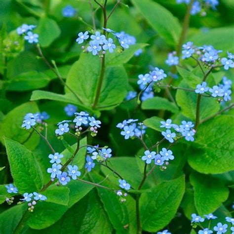 Тенелюбивые растения для сада | Tuin, Planten, Shade garden