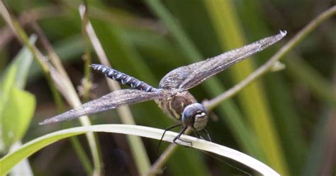 Female Dragonflies Fake Death To Avoid Lusting Males