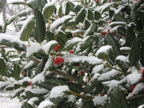 Snow On Holly Bush Rare Day Of Snow In The South Nice Con Flickr