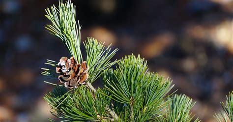Conifers 1 | Longwood Gardens
