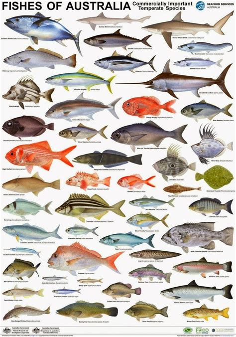 Fish Chart: Types of Fish Poster