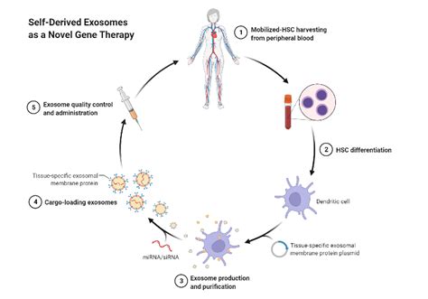 Self Derived Exosomes As A Novel Gene Therapy Biorender Science Templates