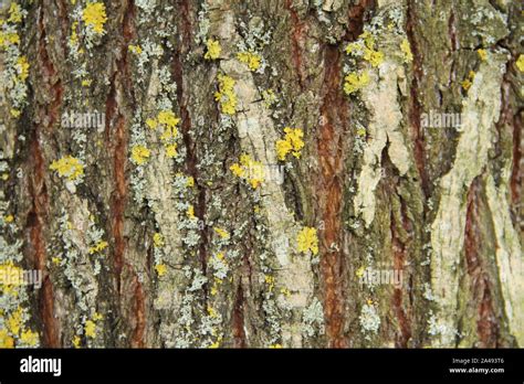 Tree Bark As A Background Stock Photo Alamy
