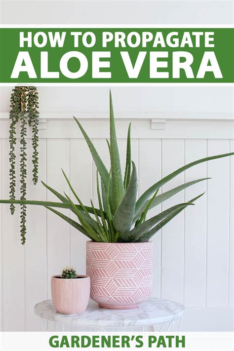 How To Root Aloe Vera Cuttings And Separate Pups