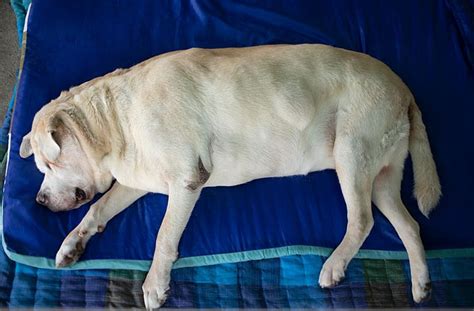 10 Common Types Of Dog Tumors Our Vet Explains The Signs Diagnosis