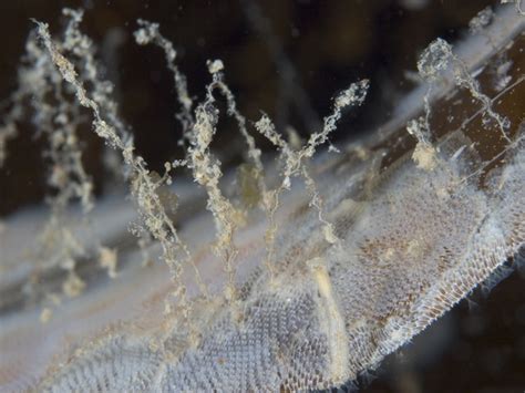 Thecate Hydroid Obelia Geniculata