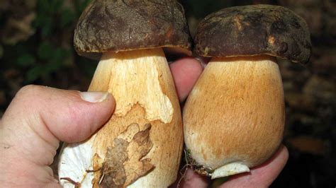 Guía completa y consejos Es seguro comer un boletus