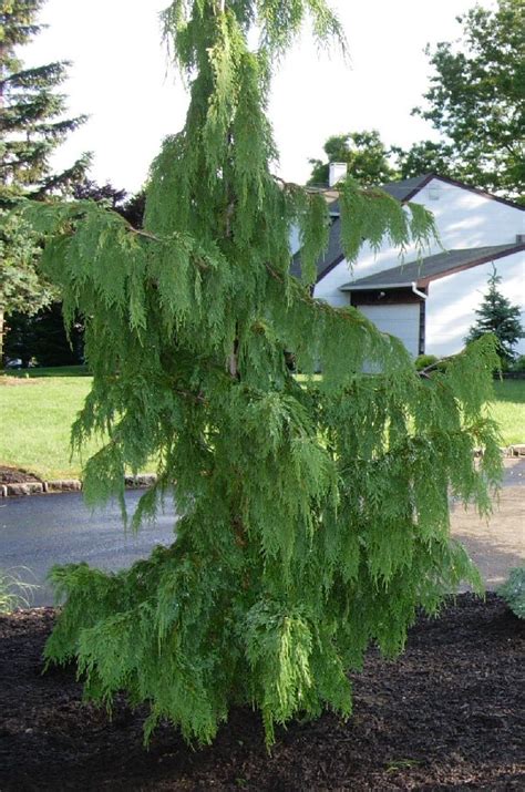 A GUIDE TO NORTHEASTERN GARDENING: Weeping Evergreens in the Landscape