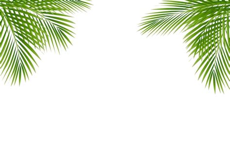 Premium Vector Green Palm Tree Frame Isolated White Background