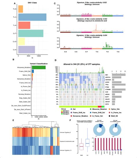 Mutation Signatures Operative In Hcc A Single Nucleotide Variation