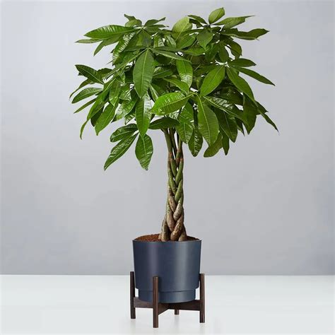 Money Tree Plant