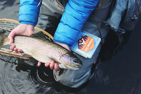 Ørred Hvor hvornår og hvordan kan de fanges i Danmark