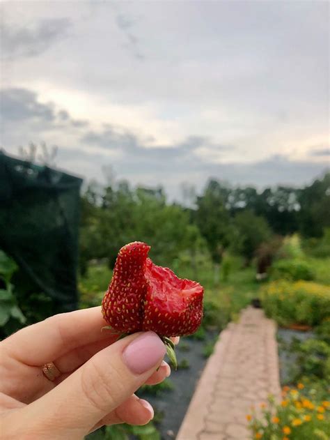 Полуничка | Fruit, Strawberry, Food